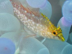 "What a little Diamond!" from Grand Cayman with Canon A70... by Brian Mayes 